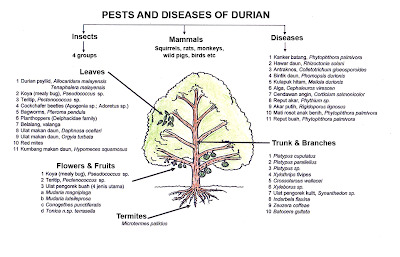 ทุเรียนและโรคในทุเรียน