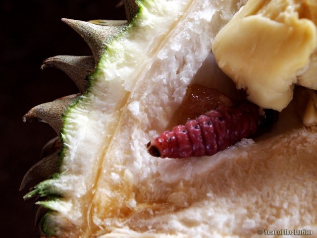 หนอนเจาะผลทุเรียน